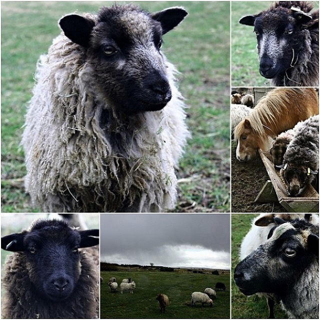 Meadows Flock