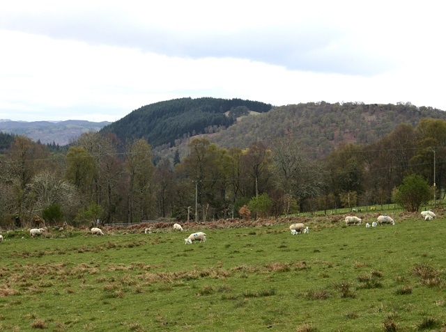 Orrinside Flock grazing with views towards Cannich and Affric sm