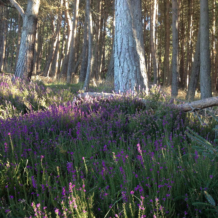 Scots pine and heather in a favourite wood