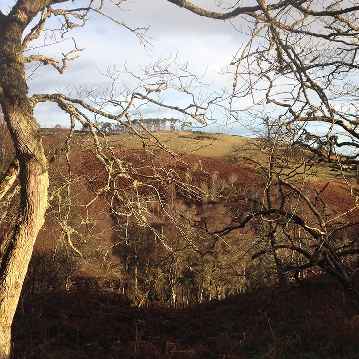 The wee Scots pine capped hill (my favourite view from the back of our hosue)